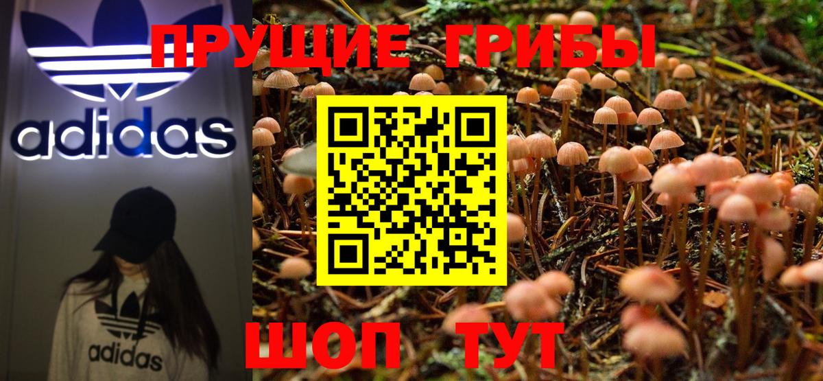 Бор  Псилоцибиновые грибы Psilocybe  Вход с VPN 